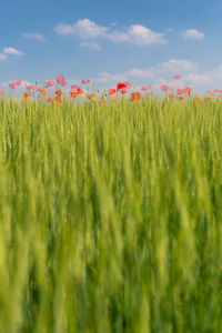 Close-up of poppy field against sky