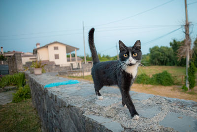 Portrait of black cat