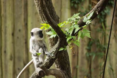 Monkey on tree trunk