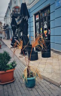 Potted plant on sidewalk against building