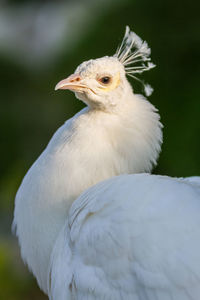 Close-up of a bird