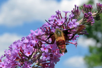 Close-up of bee on pink flower