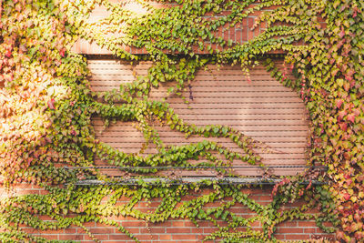 Ivy growing on staircase of building