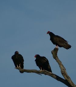 Low angle view of bird perching on tree