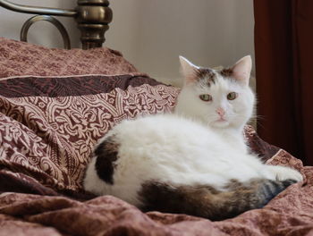 Portrait of cat relaxing on bed at home