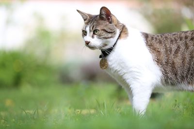 Close-up of a cat looking away