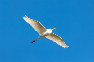 Low angle view of seagull flying against clear blue sky