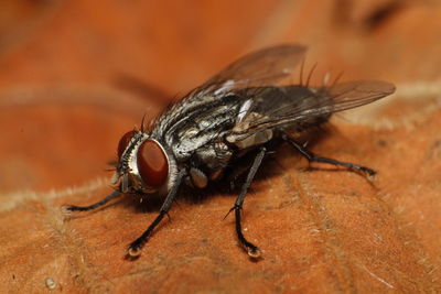 Close-up of housefly