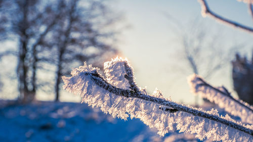 Close-up of frozen tree branch during winter