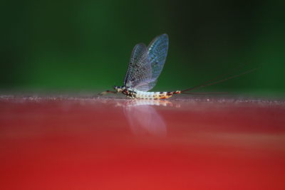 Surface level of insect on ground