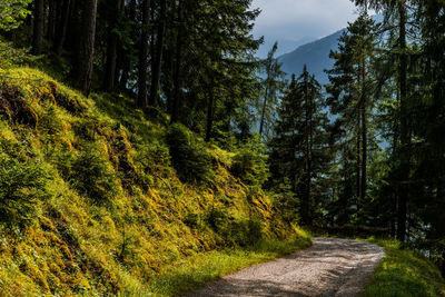 Road amidst trees in forest against sky