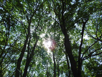 Low angle view of trees in forest against sky