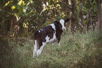 Cow standing in a field