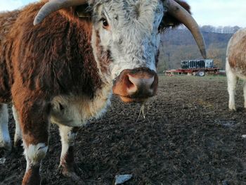 Portrait of horse on field