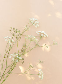 White flowers and sunlight on beige wall. aesthetic minimal wallpaper. summer floral plant 