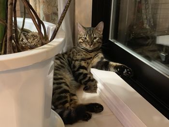 Portrait of a cat sitting on window