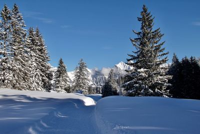 Snow covered trees against blue sky