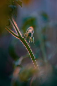 Close-up of plant