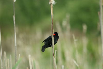 Close-up of black bird perching on a plant