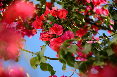 Low angle view of red flowering plant