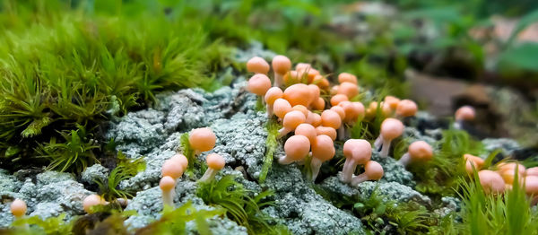 Close-up of mushrooms growing on field