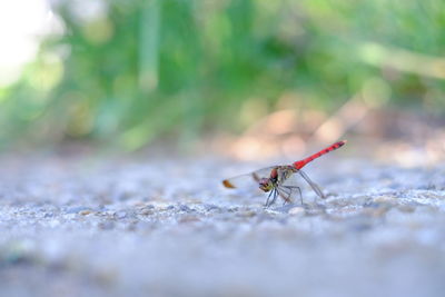 Close-up of insect