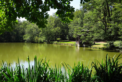 Scenic view of lake in forest