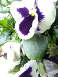 Close-up of purple flowers