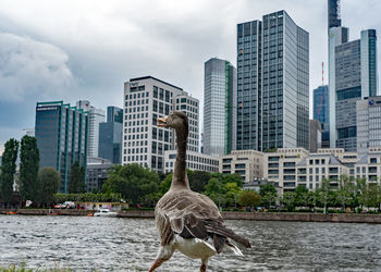 View of birds by buildings against sky in city