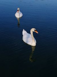 Swan floating on lake