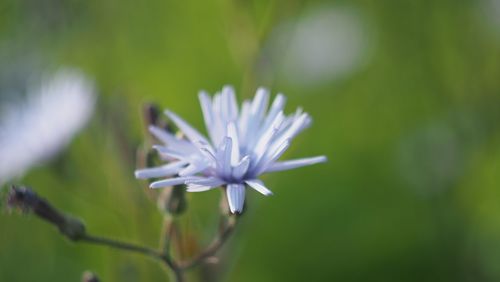 Close-up of white flower blooming outdoors