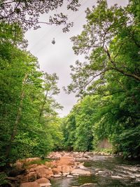 Low angle view of trees in forest against sky