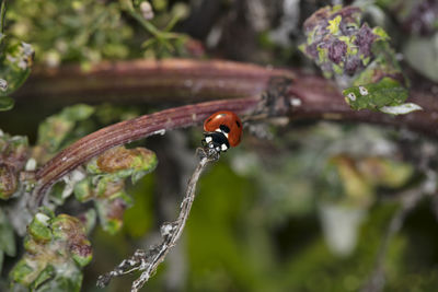 Close-up of insect on leaf