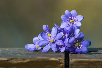 Chionodoxa twinkle like stars. glory-of-the-snow, little bulbs produce cluster of stems