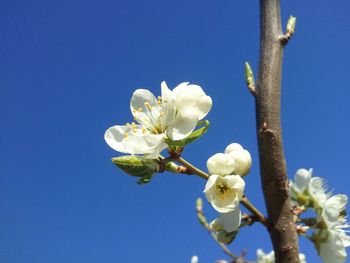 Close-up of white flowers against clear blue sky