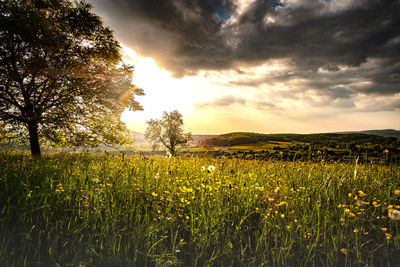 Scenic view of field against sky during sunset