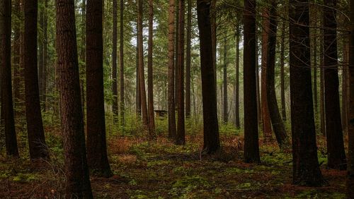 Pine trees in forest