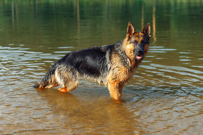 Dog running in lake