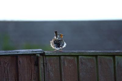 View of bird on wooden fence