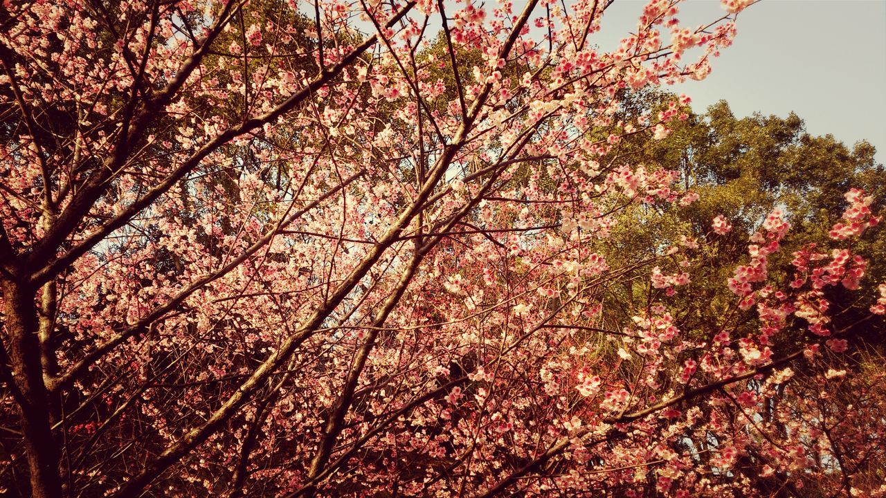 tree, growth, flower, branch, beauty in nature, nature, low angle view, freshness, tranquility, pink color, blossom, fragility, clear sky, day, red, outdoors, scenics, no people, springtime, sky