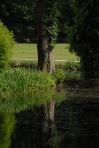 Scenic view of lake in forest