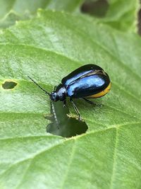 Close-up of insect on leaf