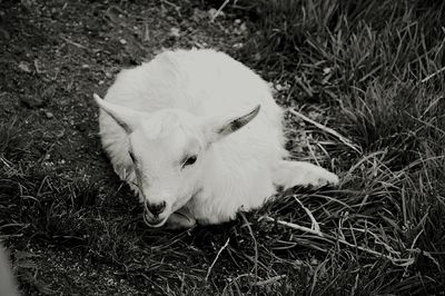 Close-up of dog on grassy field