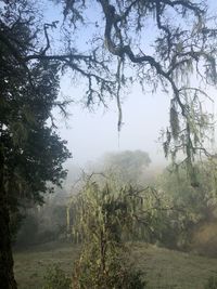 Trees in forest against sky