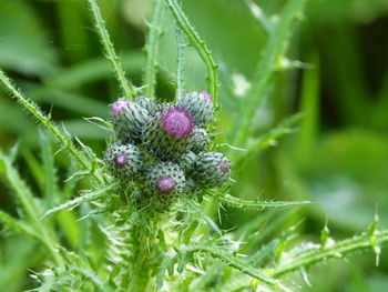 Close-up of purple flowering plant