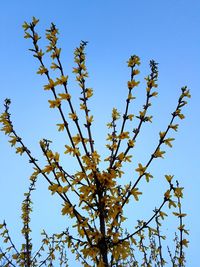 Low angle view of tree against clear sky