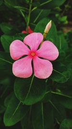 Close-up of pink flowering plant