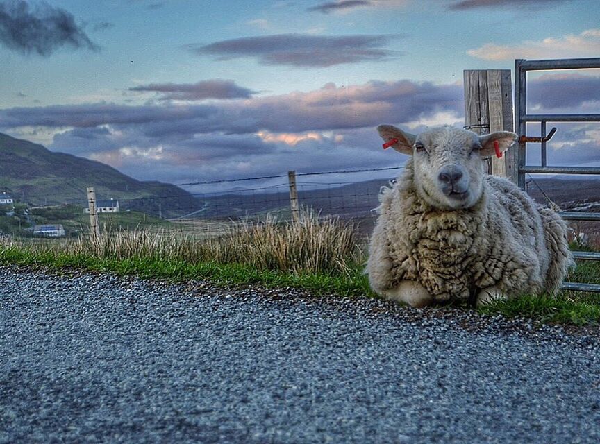 DOG STANDING ON LANDSCAPE