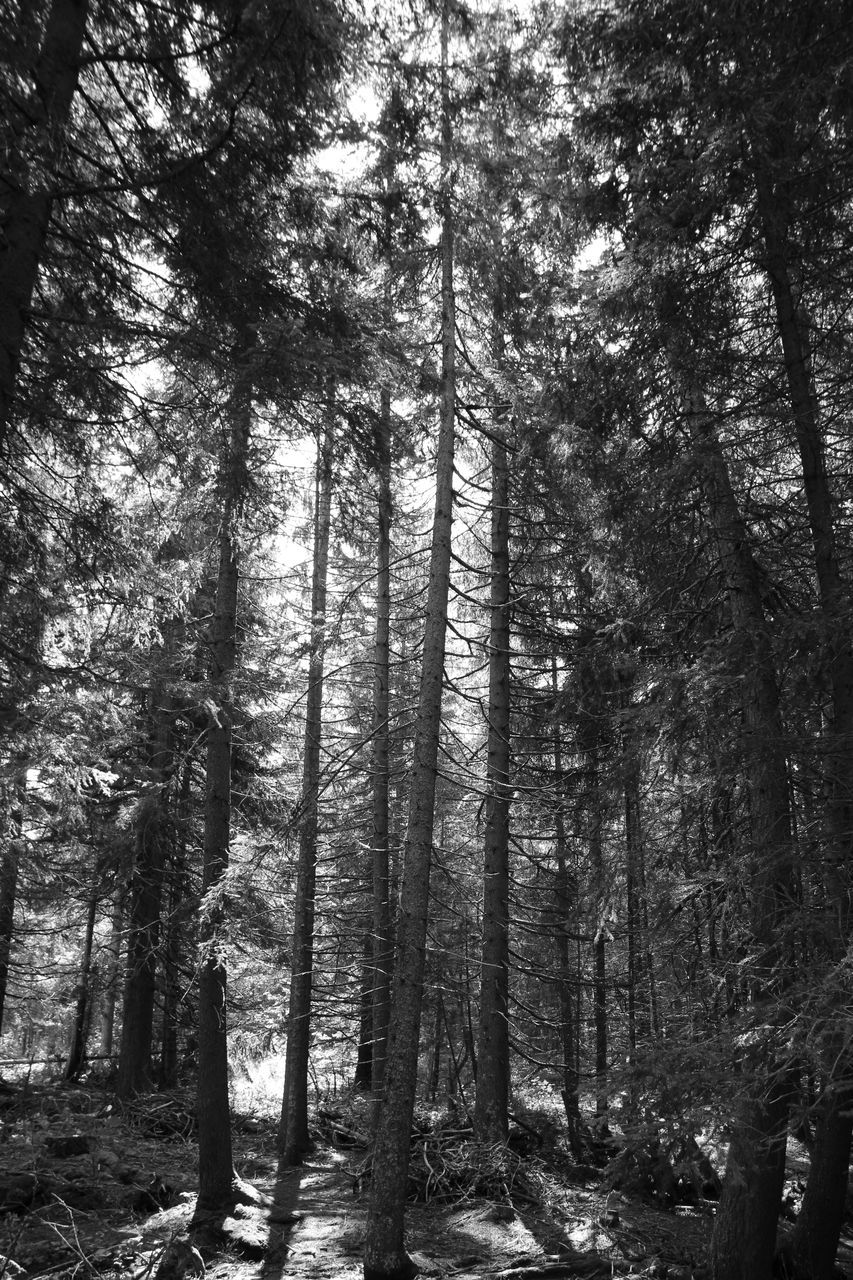 tree, tree trunk, forest, woodland, tranquility, growth, nature, tranquil scene, low angle view, beauty in nature, branch, scenics, tall - high, non-urban scene, day, outdoors, no people, sunlight, idyllic, landscape