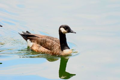 Close-up of duck swimming on lake